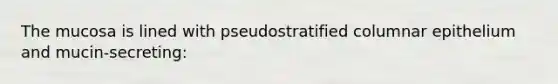 The mucosa is lined with pseudostratified columnar epithelium and mucin-secreting: