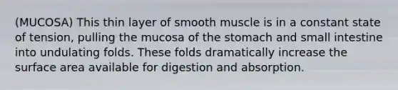 (MUCOSA) This thin layer of smooth muscle is in a constant state of tension, pulling the mucosa of <a href='https://www.questionai.com/knowledge/kLccSGjkt8-the-stomach' class='anchor-knowledge'>the stomach</a> and small intestine into undulating folds. These folds dramatically increase the <a href='https://www.questionai.com/knowledge/kEtsSAPENL-surface-area' class='anchor-knowledge'>surface area</a> available for digestion and absorption.