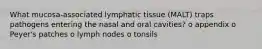 What mucosa-associated lymphatic tissue (MALT) traps pathogens entering the nasal and oral cavities? o appendix o Peyer's patches o lymph nodes o tonsils