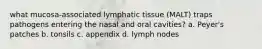 what mucosa-associated lymphatic tissue (MALT) traps pathogens entering the nasal and oral cavities? a. Peyer's patches b. tonsils c. appendix d. lymph nodes