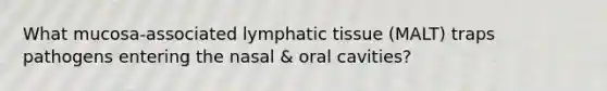 What mucosa-associated lymphatic tissue (MALT) traps pathogens entering the nasal & oral cavities?