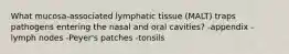 What mucosa-associated lymphatic tissue (MALT) traps pathogens entering the nasal and oral cavities? -appendix -lymph nodes -Peyer's patches -tonsils