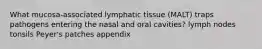 What mucosa-associated lymphatic tissue (MALT) traps pathogens entering the nasal and oral cavities? lymph nodes tonsils Peyer's patches appendix