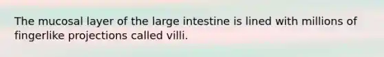 The mucosal layer of the large intestine is lined with millions of fingerlike projections called villi.