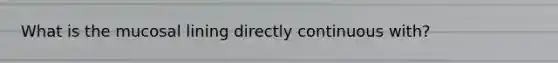 What is the mucosal lining directly continuous with?