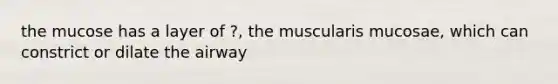 the mucose has a layer of ?, the muscularis mucosae, which can constrict or dilate the airway