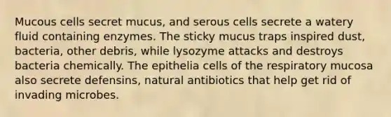 Mucous cells secret mucus, and serous cells secrete a watery fluid containing enzymes. The sticky mucus traps inspired dust, bacteria, other debris, while lysozyme attacks and destroys bacteria chemically. The epithelia cells of the respiratory mucosa also secrete defensins, natural antibiotics that help get rid of invading microbes.