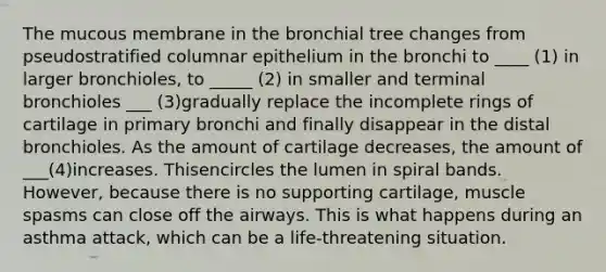 The mucous membrane in the bronchial tree changes from pseudostratified columnar epithelium in the bronchi to ____ (1) in larger bronchioles, to _____ (2) in smaller and terminal bronchioles ___ (3)gradually replace the incomplete rings of cartilage in primary bronchi and finally disappear in the distal bronchioles. As the amount of cartilage decreases, the amount of ___(4)increases. Thisencircles the lumen in spiral bands. However, because there is no supporting cartilage, muscle spasms can close off the airways. This is what happens during an asthma attack, which can be a life-threatening situation.