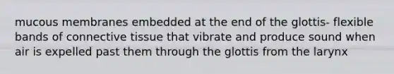 mucous membranes embedded at the end of the glottis- flexible bands of connective tissue that vibrate and produce sound when air is expelled past them through the glottis from the larynx