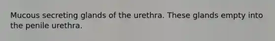 Mucous secreting glands of the urethra. These glands empty into the penile urethra.