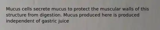 Mucus cells secrete mucus to protect the muscular walls of this structure from digestion. Mucus produced here is produced independent of gastric juice