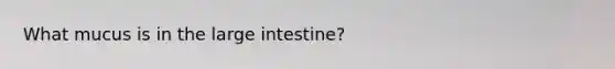 What mucus is in the <a href='https://www.questionai.com/knowledge/kGQjby07OK-large-intestine' class='anchor-knowledge'>large intestine</a>?