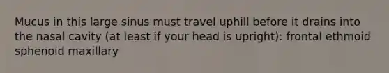 Mucus in this large sinus must travel uphill before it drains into the nasal cavity (at least if your head is upright): frontal ethmoid sphenoid maxillary