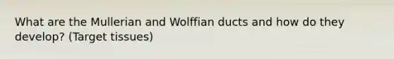 What are the Mullerian and Wolffian ducts and how do they develop? (Target tissues)