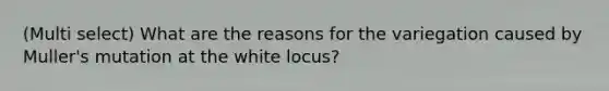 (Multi select) What are the reasons for the variegation caused by Muller's mutation at the white locus?