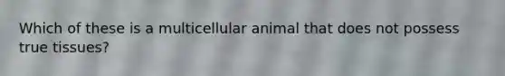 Which of these is a multicellular animal that does not possess true tissues?