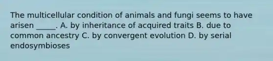 The multicellular condition of animals and fungi seems to have arisen _____. A. by inheritance of acquired traits B. due to common ancestry C. by convergent evolution D. by serial endosymbioses