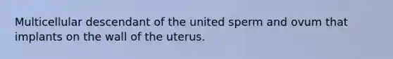 Multicellular descendant of the united sperm and ovum that implants on the wall of the uterus.