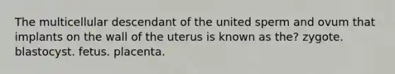 The multicellular descendant of the united sperm and ovum that implants on the wall of the uterus is known as the? ​zygote. ​blastocyst. ​fetus. ​placenta.