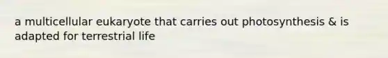 a multicellular eukaryote that carries out photosynthesis & is adapted for terrestrial life