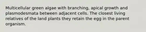 Multicellular green algae with branching, apical growth and plasmodesmata between adjacent cells. The closest living relatives of the land plants they retain the egg in the parent organism.