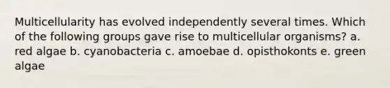 Multicellularity has evolved independently several times. Which of the following groups gave rise to multicellular organisms? a. red algae b. cyanobacteria c. amoebae d. opisthokonts e. green algae