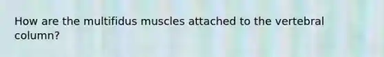 How are the multifidus muscles attached to the vertebral column?