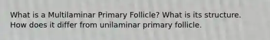 What is a Multilaminar Primary Follicle? What is its structure. How does it differ from unilaminar primary follicle.