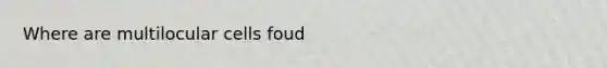 Where are multilocular cells foud