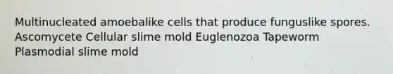 Multinucleated amoebalike cells that produce funguslike spores. Ascomycete Cellular slime mold Euglenozoa Tapeworm Plasmodial slime mold