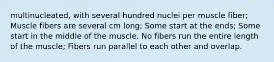 multinucleated, with several hundred nuclei per muscle fiber; Muscle fibers are several cm long; Some start at the ends; Some start in the middle of the muscle. No fibers run the entire length of the muscle; Fibers run parallel to each other and overlap.