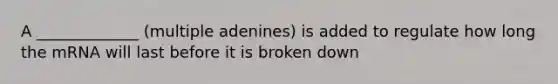 A _____________ (multiple adenines) is added to regulate how long the mRNA will last before it is broken down