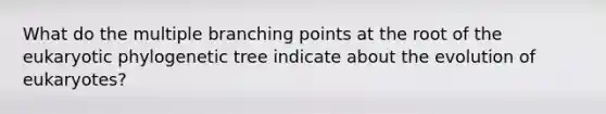 What do the multiple branching points at the root of the eukaryotic phylogenetic tree indicate about the evolution of eukaryotes?