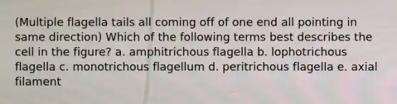 (Multiple flagella tails all coming off of one end all pointing in same direction) Which of the following terms best describes the cell in the figure? a. amphitrichous flagella b. lophotrichous flagella c. monotrichous flagellum d. peritrichous flagella e. axial filament