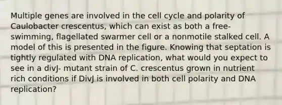 Multiple genes are involved in the <a href='https://www.questionai.com/knowledge/keQNMM7c75-cell-cycle' class='anchor-knowledge'>cell cycle</a> and polarity of Caulobacter crescentus, which can exist as both a free-swimming, flagellated swarmer cell or a nonmotile stalked cell. A model of this is presented in the figure. Knowing that septation is tightly regulated with <a href='https://www.questionai.com/knowledge/kofV2VQU2J-dna-replication' class='anchor-knowledge'>dna replication</a>, what would you expect to see in a divJ- mutant strain of C. crescentus grown in nutrient rich conditions if DivJ is involved in both cell polarity and DNA replication?