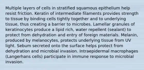 Multiple layers of cells in stratified squamous epithelium help resist friction. Keratin of intermediate filaments provides strength to tissue by binding cells tightly together and to underlying tissue, thus creating a barrier to microbes. Lamellar granules of keratinocytes produce a lipid rich, water repellent (sealant) to protect from dehydration and entry of foreign materials. Melanin, produced by melanocytes, protects underlying tissue from UV light. Sebum secreted onto the surface helps protect from dehydration and microbial invasion. Intraepidermal macrophages (Langerhans cells) participate in immune response to microbial invasion.