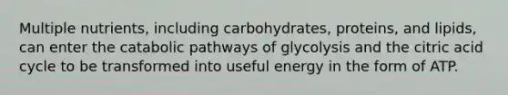 Multiple nutrients, including carbohydrates, proteins, and lipids, can enter the catabolic pathways of glycolysis and the citric acid cycle to be transformed into useful energy in the form of ATP.