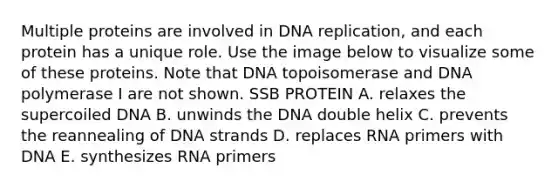 Multiple proteins are involved in DNA replication, and each protein has a unique role. Use the image below to visualize some of these proteins. Note that DNA topoisomerase and DNA polymerase I are not shown. SSB PROTEIN A. relaxes the supercoiled DNA B. unwinds the DNA double helix C. prevents the reannealing of DNA strands D. replaces RNA primers with DNA E. synthesizes RNA primers