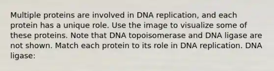 Multiple proteins are involved in <a href='https://www.questionai.com/knowledge/kofV2VQU2J-dna-replication' class='anchor-knowledge'>dna replication</a>, and each protein has a unique role. Use the image to visualize some of these proteins. Note that DNA topoisomerase and DNA ligase are not shown. Match each protein to its role in DNA replication. DNA ligase: