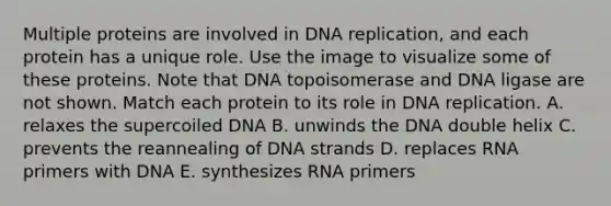 Multiple proteins are involved in DNA replication, and each protein has a unique role. Use the image to visualize some of these proteins. Note that DNA topoisomerase and DNA ligase are not shown. Match each protein to its role in DNA replication. A. relaxes the supercoiled DNA B. unwinds the DNA double helix C. prevents the reannealing of DNA strands D. replaces RNA primers with DNA E. synthesizes RNA primers