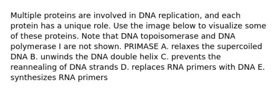 Multiple proteins are involved in DNA replication, and each protein has a unique role. Use the image below to visualize some of these proteins. Note that DNA topoisomerase and DNA polymerase I are not shown. PRIMASE A. relaxes the supercoiled DNA B. unwinds the DNA double helix C. prevents the reannealing of DNA strands D. replaces RNA primers with DNA E. synthesizes RNA primers