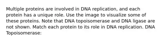 Multiple proteins are involved in <a href='https://www.questionai.com/knowledge/kofV2VQU2J-dna-replication' class='anchor-knowledge'>dna replication</a>, and each protein has a unique role. Use the image to visualize some of these proteins. Note that DNA topoisomerase and DNA ligase are not shown. Match each protein to its role in DNA replication. DNA Topoisomerase: