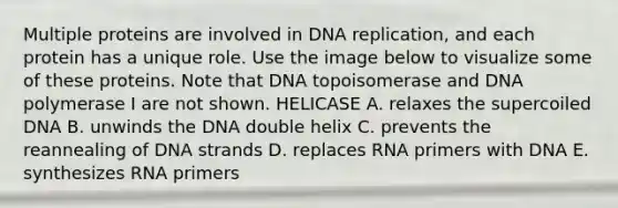 Multiple proteins are involved in DNA replication, and each protein has a unique role. Use the image below to visualize some of these proteins. Note that DNA topoisomerase and DNA polymerase I are not shown. HELICASE A. relaxes the supercoiled DNA B. unwinds the DNA double helix C. prevents the reannealing of DNA strands D. replaces RNA primers with DNA E. synthesizes RNA primers