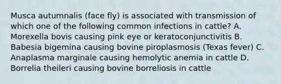 Musca autumnalis (face fly) is associated with transmission of which one of the following common infections in cattle? A. Morexella bovis causing pink eye or keratoconjunctivitis B. Babesia bigemina causing bovine piroplasmosis (Texas fever) C. Anaplasma marginale causing hemolytic anemia in cattle D. Borrelia theileri causing bovine borreliosis in cattle