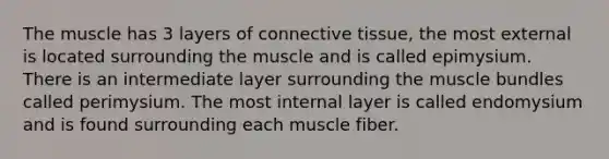 The muscle has 3 layers of connective tissue, the most external is located surrounding the muscle and is called epimysium. There is an intermediate layer surrounding the muscle bundles called perimysium. The most internal layer is called endomysium and is found surrounding each muscle fiber.