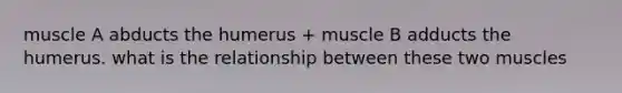 muscle A abducts the humerus + muscle B adducts the humerus. what is the relationship between these two muscles