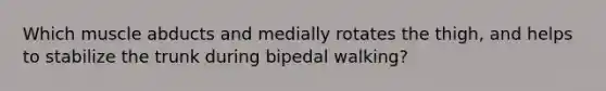 Which muscle abducts and medially rotates the thigh, and helps to stabilize the trunk during bipedal walking?