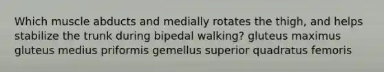 Which muscle abducts and medially rotates the thigh, and helps stabilize the trunk during bipedal walking? gluteus maximus gluteus medius priformis gemellus superior quadratus femoris