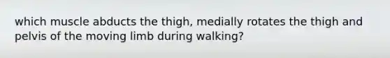 which muscle abducts the thigh, medially rotates the thigh and pelvis of the moving limb during walking?