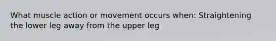 What muscle action or movement occurs when: Straightening the lower leg away from the upper leg